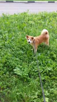 Вот мой барбос из Московской области))