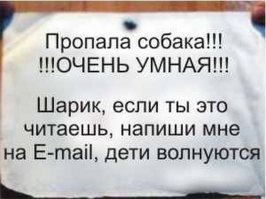 "Пропал кактус. Откликается на имя Терри". Смешные объявления о пропаже