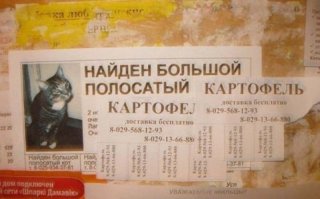 "Пропал кактус. Откликается на имя Терри". Смешные объявления о пропаже