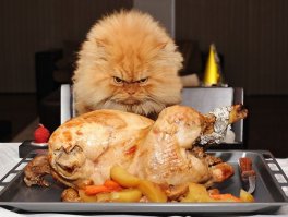 Котёнок укусил мамку и получил по самые помидорки