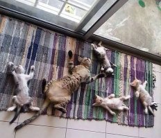 Котёнок укусил мамку и получил по самые помидорки