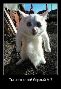 Невыносимая чёткость бытия пропитала эту гоп-подборку