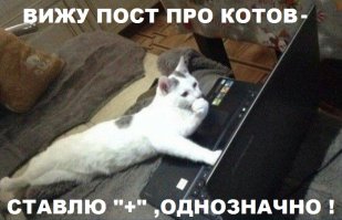 Котёнок укусил мамку и получил по самые помидорки