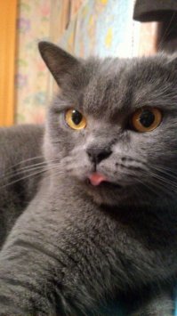 Картинки и комментарии сети