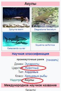 Акула запрыгнула на катер к людям и застряла