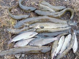 Надеюсь в начале октября лед встанет, вот тогда и пойду за налимом, а сейчас только мелких дурачков потаскать можно. Вот таких