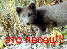 «Писец» - программа для тех, кому лень писать от руки