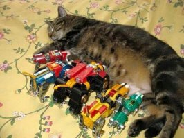 Трогательное фото. Кошка кормит сирот погибшего Мегатрона. Чужих детей не бывает.