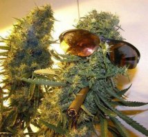 Да не, ещё потусим !:)