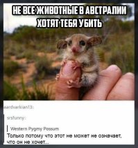 Ируканджи - маленький убийца