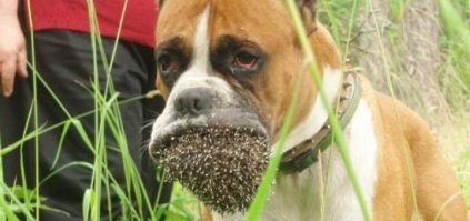 вот же ж.. не тех йожикоф наловили ))

а если серьезно.. согласен с Артемом.. на ленивые голубцы похоже )))