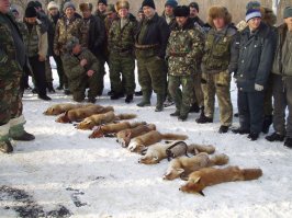 ЭТИХ ЛИСИЧЕК В ПИРОГ?