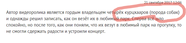 Собаки узнают, что их везут в любимый парк и не могут сдержать радости 