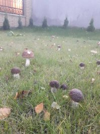 Тёщин участок, урожай за 09.09.17.