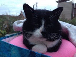 При чем здесь кот с лампой?