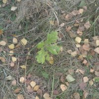 Ааааа! Живы! :) 9 штук снова растут :) только что с сыном катались на великах, ездили по лесу как раз в тех местах. И нашли ростки :) Вот черти дубовые, живучие какие!