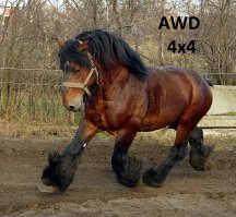 Ахал-Теке: одна из самых красивых лошадей в мире