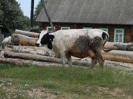 Очарование российской глубинки: особенности быта деревень и сел, в которых остановилось время