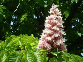 каштан тогда туда же годен: