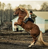 Шерсть на солнце красиво переливается. Если бы не видео, подумал бы что фотографии как-то доработаны. Ну а вообще красота понятие условное. 

Первые две советский тяжеловоз, вторые две русский тяжеловоз.