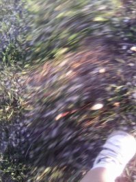 поглядела на фото и поняла, что моя  внучка  в 4 года начав щелкать фотоаппаратом куда гениальнее  этих "фотохудожников" вот ее первые снимки "я еду"." я иду".Натюрморт