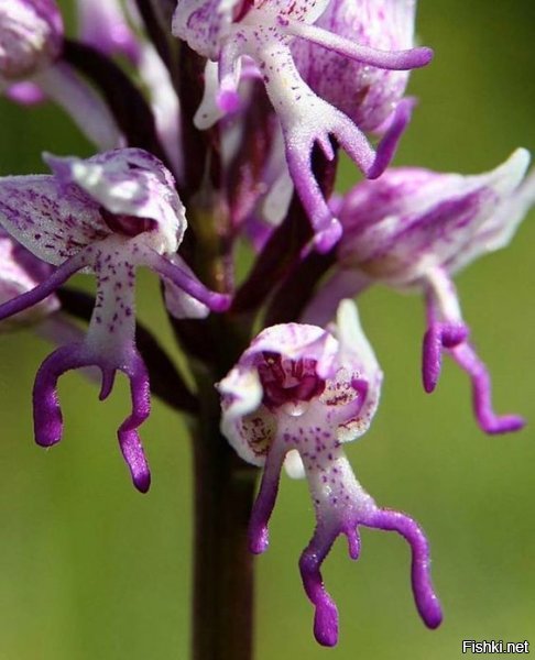 А я всё думал, почему дамам орхидеи так нравятся...