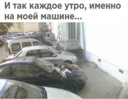 Киски любят чёрные тачки :)