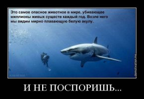 Шок! Акула на пляже в двух шагах от ныряльщиков!