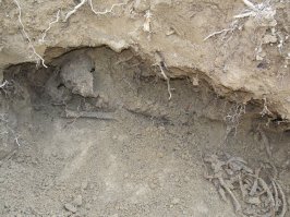 2012 год, Тёмкино,Смоленская область