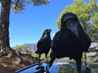 Орехи есть? А если найду?