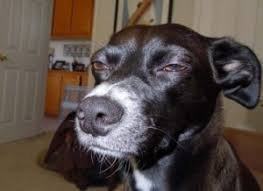 Лица животных