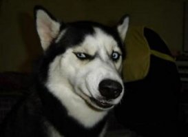 Лица животных