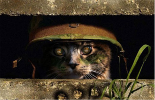 Без котиков?