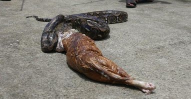 Вобще то кошка здохла