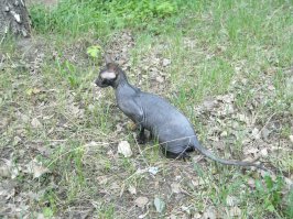 Посвящается всем, кто взял или хочет взять отказных животных