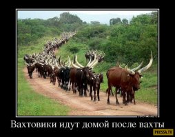 Почему обманутый муж называется "рогоносец"?