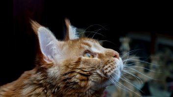 Это наш Вениамин :)