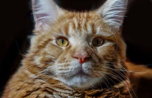 Это наш Вениамин :)