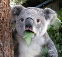 Лица животных