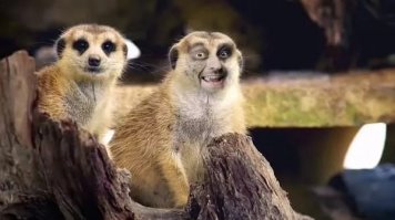 Лица животных