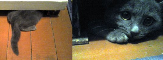 Мой когда маленький был, пытался спрятаться от пылесоса и застрял.