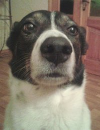 Наш любимчик. Брали 2-х месячным щенком у бабули а-ля "отдам в хорошие руки".  )) Так хозяйка сказала, что "мать" щенков- русско-европейская лайка, а "папа" неизвестен. Как это часто бывает. )) И любим этого пса не за наличие или отсутствие породы, родословной, документов, а просто так. И он нас любит просто так. У нас и кошка подобрашка. На породистых всегда желающие найдутся, а таким, как повезет. И вашему повезло! Удачи вам!