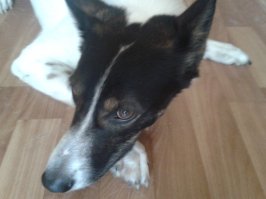 Наш любимчик. Брали 2-х месячным щенком у бабули а-ля "отдам в хорошие руки".  )) Так хозяйка сказала, что "мать" щенков- русско-европейская лайка, а "папа" неизвестен. Как это часто бывает. )) И любим этого пса не за наличие или отсутствие породы, родословной, документов, а просто так. И он нас любит просто так. У нас и кошка подобрашка. На породистых всегда желающие найдутся, а таким, как повезет. И вашему повезло! Удачи вам!