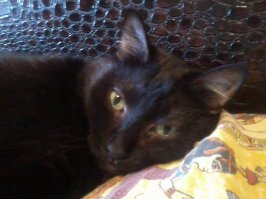 Моя Маша.Тоже на улице подобрали.:)