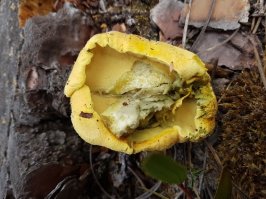 Люблю грибы собирать, даже просто гулять по влажному осеннему лесу.
А вот такие трубчатые крупные лимонного цвета грибы мне встретились в Португалии. Кто-то может определить?