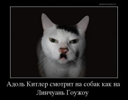 576 бордер-колли собрались в одном месте, чтобы побить мировой рекорд