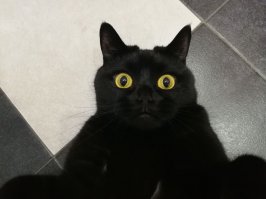 Лежал грязный на асфальте: женщина выходила котенка, который не мог ходить