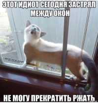 Любопытство до добра не доведет: коты, попавшие в ловушку