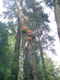 Нашел одно место в Л.О. Блин, так там опята на сухих березах на высоте пять метров росли. Хрен достанешь. 
ПыСы
Фото не мое. Сам забыл сфоткать