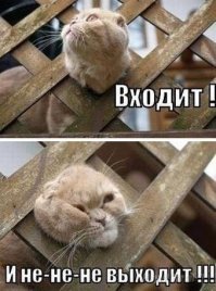 Любопытство до добра не доведет: коты, попавшие в ловушку